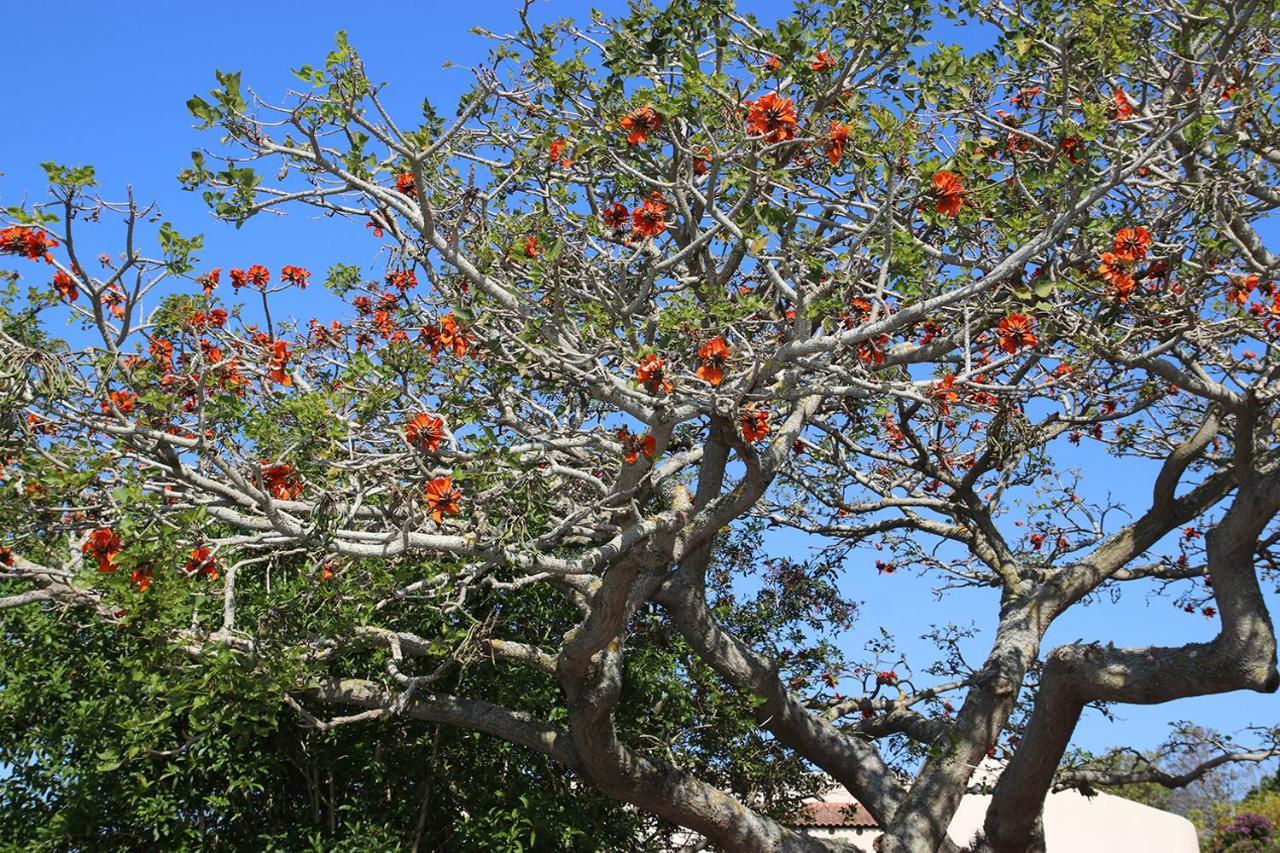 Ferienwohnung Coral Tree Selfcatering St. Francis Bay Exterior foto